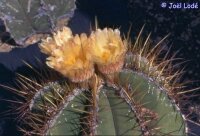Astrophytum ornatum f. mirbelii