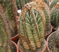 Astrophytum ornatum f. mirbelii