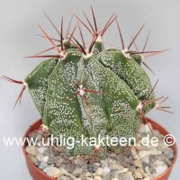 Astrophytum ornatum-Hybr.