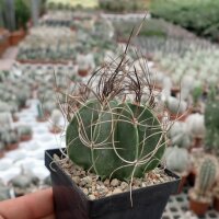 Astrophytum senile