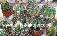 Astrophytum senile