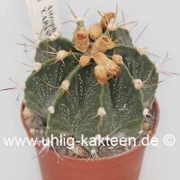 Astrophytum-Hybr. CAPAS