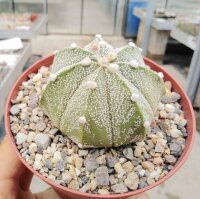 Astrophytum-Hybr. COAS