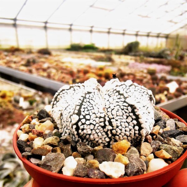 Astrophytum-Hybr. MYAS x Super Kabuto