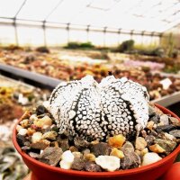 Astrophytum-Hybr. MYAS x Super Kabuto