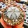 Astrophytum-Hybr. MYAS x Super Kabuto
