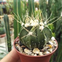 Astrophytum-Hybr. SENAS