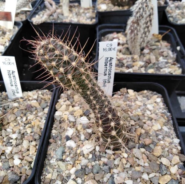 Austrocactus hibernus (dw)