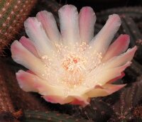 Austrocactus spiniflorus WK 770  (dw)