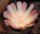 Austrocactus spiniflorus WK 770  (dw)