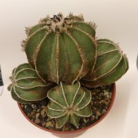 Aztekium hintonii wurzelecht! XXL