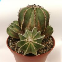 Aztekium hintonii wurzelecht! XXL