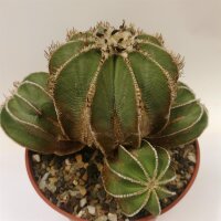 Aztekium hintonii wurzelecht! XXL