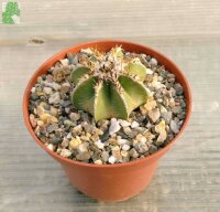 Aztekium hintonii wurzelecht