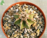 Aztekium hintonii wurzelecht