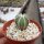 Aztekium hintonii wurzelecht