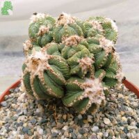 Aztekium ritteri XXL gepfr. CITES, not outside EU