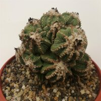 Aztekium ritteri XXL gepfr. CITES, not outside EU