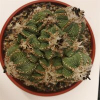 Aztekium ritteri XXL gepfr. CITES, not outside EU