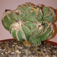 Aztekium ritteri XXL gepfr. CITES, not outside EU