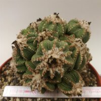 Aztekium ritteri XXL gepfr. CITES, not outside EU