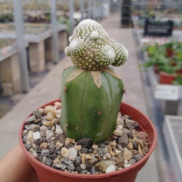 Blossfeldia liliputana  v. campaniflora gepfr.