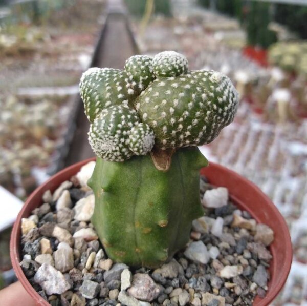 Blossfeldia liliputana  gepfr.