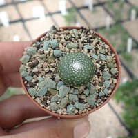 Blossfeldia liliputana  v. mizqueana KK 1657