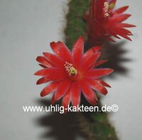 Bolivicereus serpens
