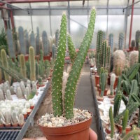 Bolivicereus serpens