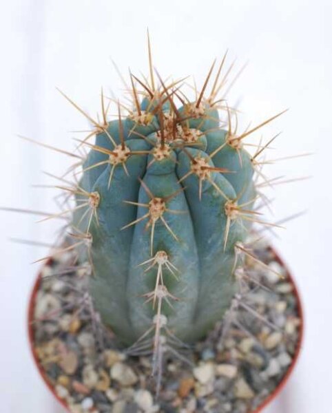 Browningia hertlingiana Hochland von Peru