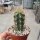 Browningia hertlingiana KK 334