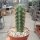 Browningia hertlingiana KK 334