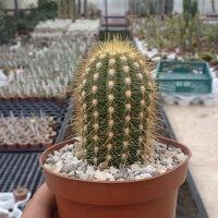 Buiningia aurea