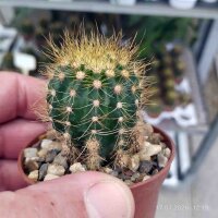 Buiningia brevicylindrica v. longispina
