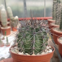 Carnegiea gigantea Saguaro