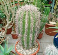 Carnegiea gigantea Saguaro XXL