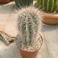 Carnegiea gigantea Saguaro XXL