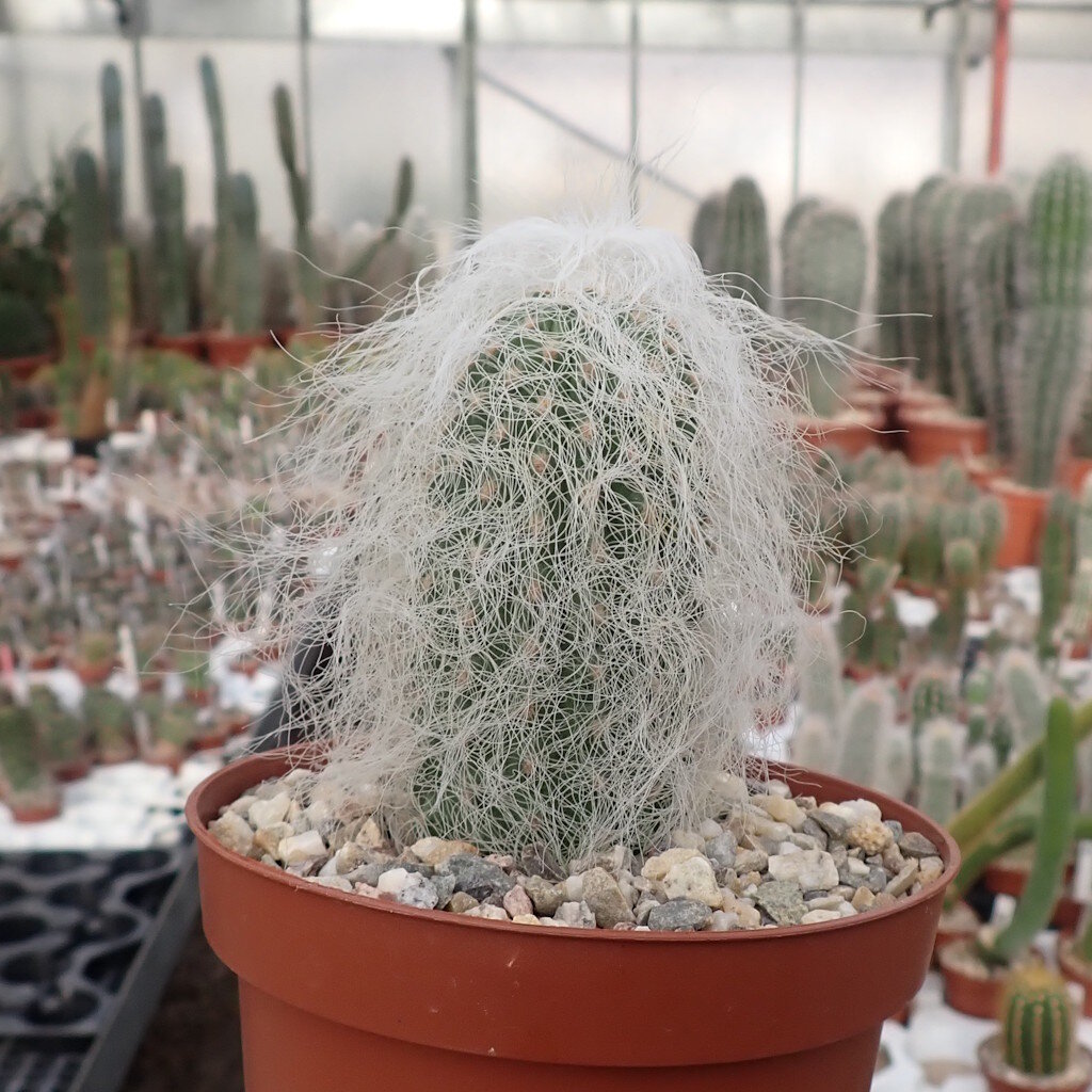 Cephalocereus senilis kaufen | Greisenhaupt Kaktus