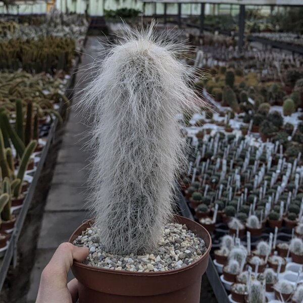 Cephalocereus senilis Greisenhaupt XL