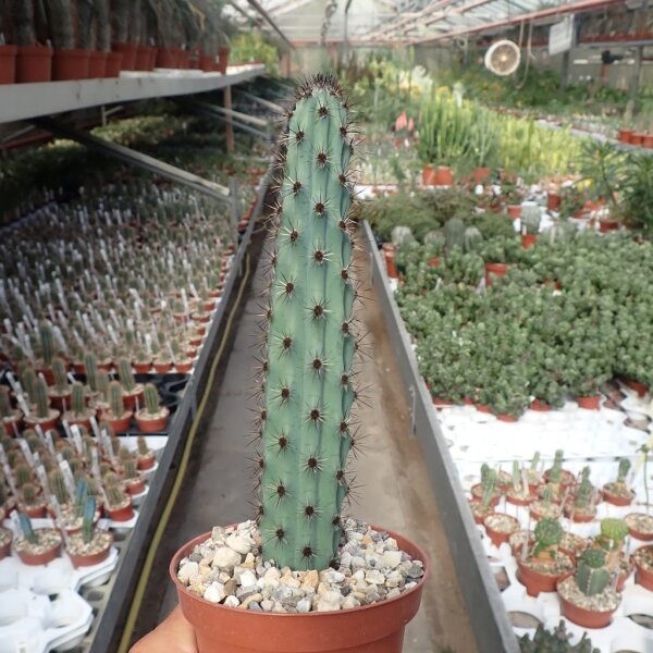 Cereus aethiops