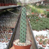 Cereus aethiops