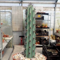 Cereus aethiops