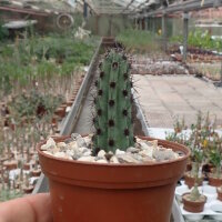 Cereus aethiops