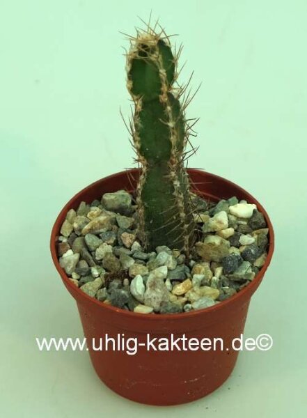 Cereus forbesii