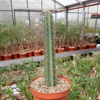 Cereus hankeanus
