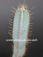 Cereus hankeanus