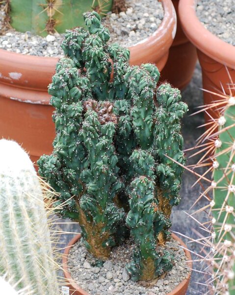 Cereus jamacaru