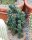 Cereus jamacaru