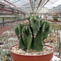 Cereus jamacaru monstruosus